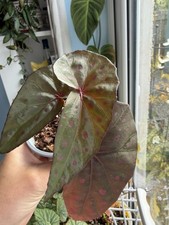 Begonia Malachosticta 9cm Pot