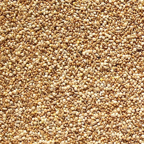 Foreign finch 1kg johnson - finch,