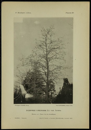 1898 american persimmon - persimmon,