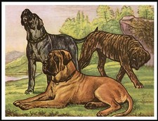 MASTIFF THREE DOGS LOVELY