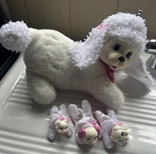White Poodle Dog With 3