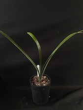 Clivia nobilis x mirabilis with stripe. Extremely rare UK National Collection