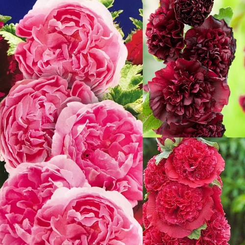 Mallow hollyhock alcaea - x,