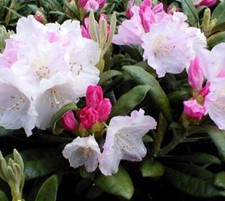 Yaku Princess Rhododendron -