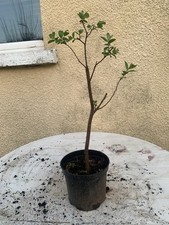 Wild Willow