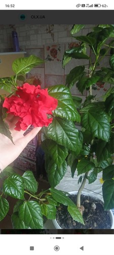Hibiscus rose tree - rose, indoor