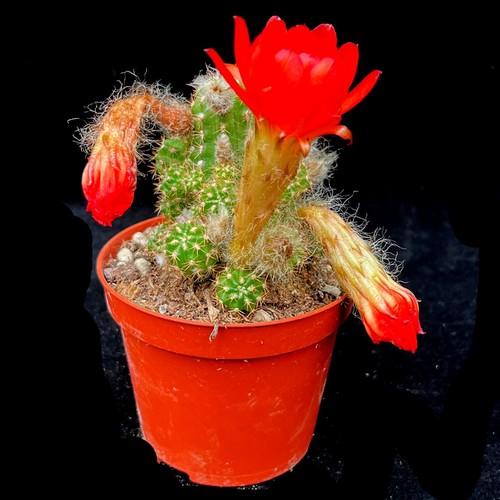 Chamaecereus ubink red globe - 'ubink,