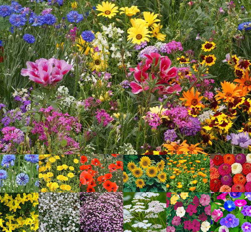 Native wild flower throw - uk,