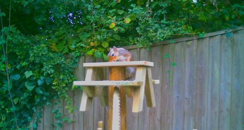 Squirrel picnic bench bird - bench,