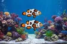 2-Pack Helmet Picasso Percula