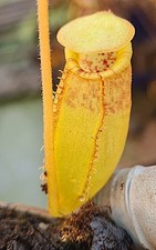 nepenthes (aristolochioides x