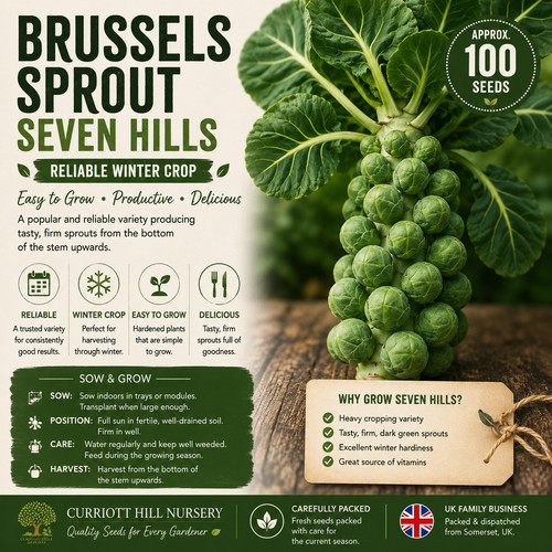 Brussels sprout seven - sprout, hills