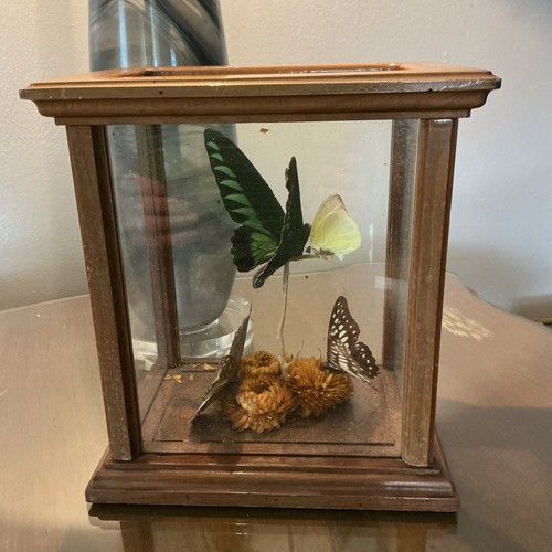 Vtg butterfly diorama display - vtg,