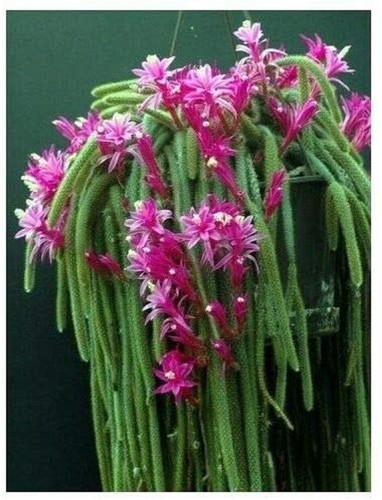 Lot cuttings rat tail cactus - cuttings,