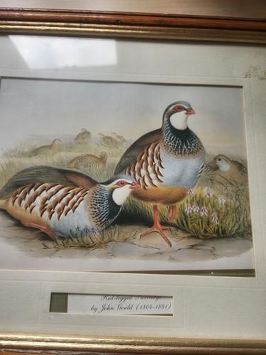 Red legged partridge - red,