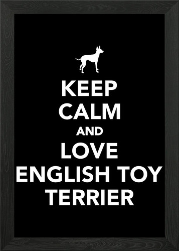 English toy terrier framed - english,