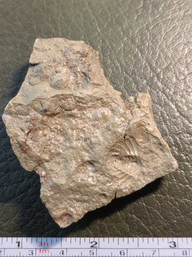 Fossil trilobite - fossil,