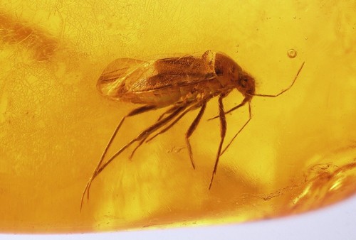 Bug heteroptera fossil insect - bug,