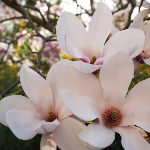 Magnolia hardy garden - garden, shrub