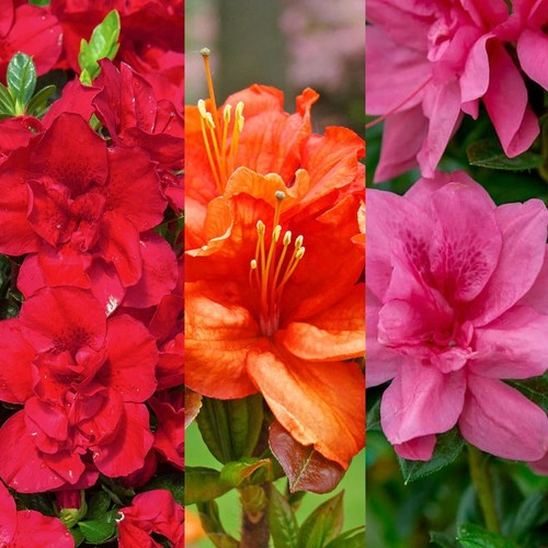 Japanese azalea plants - x,