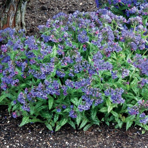 Pulmonaria trevi - pulmonaria, ‘trevi