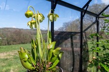 Live Plants. Sarracenia