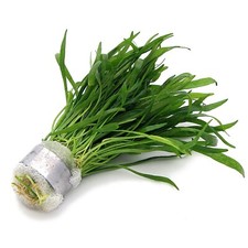 Lilaeopsis Novae Zelandiae