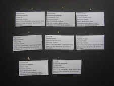 8 Labelled Different RARE Micro Gastropod species Bartonian Eocene Barton Beds