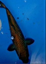 13in Chagoi M5M  Huge Koi