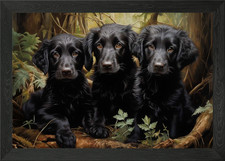 Three Flat Coated Retriever