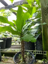 Crown of Thorns. 2 gallon pot