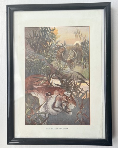 Vintage jungle book colour - vintage,