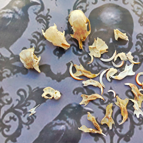 Assorted squirrel teeth - squirrel,