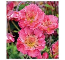 Garden Cottage Perennial Geum