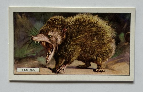 Gallaher wild animals 16 - animals,