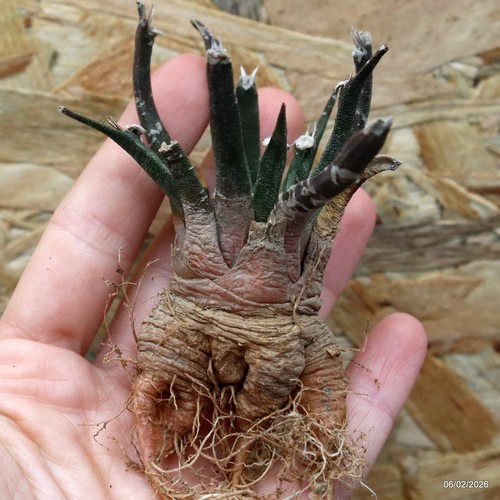K072 ariocarpus special - special, price