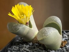 Lithops Helmutii - 10 Viable seeds - Living Stones
