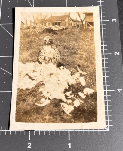 Unusual hawk killed chicken - unusual,
