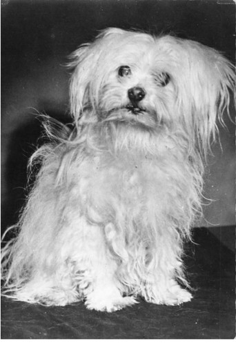 Dogs dc530 bichon maltese - af#dc530,