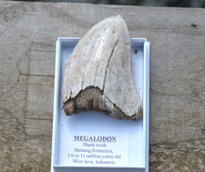 WOW, Genuine MEGALODON SHARK