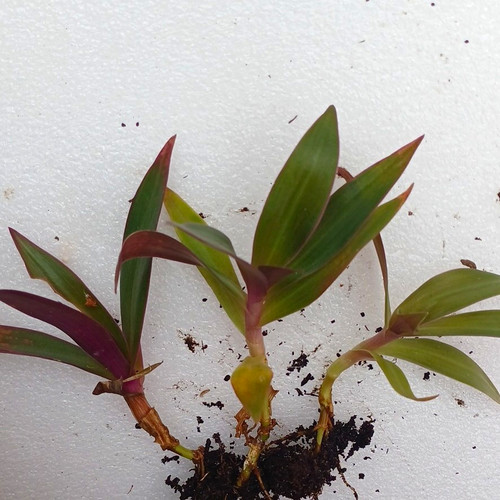 Tradescantia oyster plant - 3x,