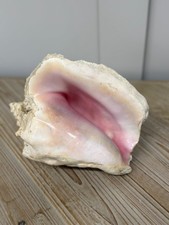 Large conch shell natural - natural, sea