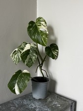Monstera Albo Highly