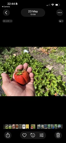 Ten colossus strawberry - , plants