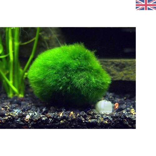 Eco friendly giant marimo - giant,