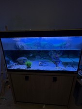 Fluval Roma 200L Aquarium with