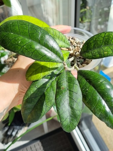 Hoya rp023 whole - hoya,