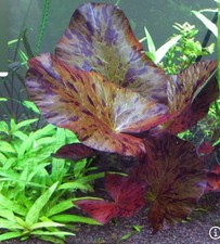 Nymphaea Zenkeri Tiger Lotus