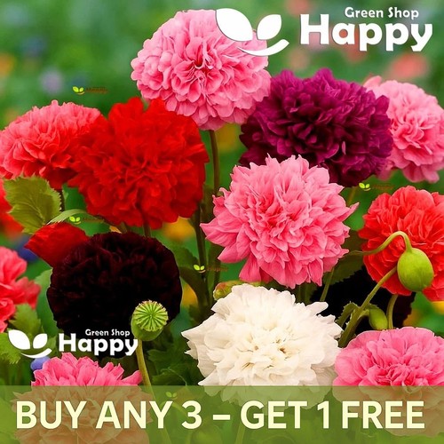 Peony poppy mix - peony,