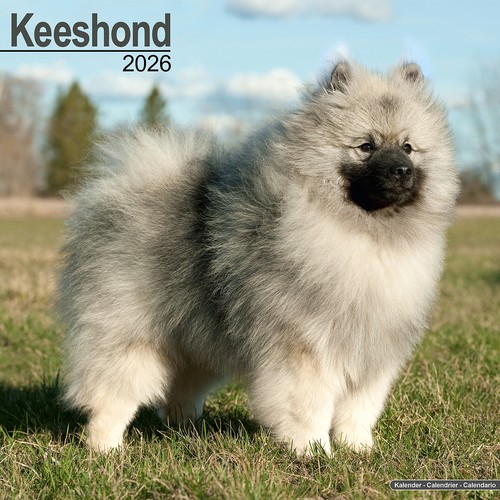 Keeshond 2026 calendar dog - 2026, |